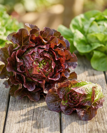 Red Salad Bowl lehtisalaatti (Lactuca sativa) – yksivuotiset vihannessiemenet SeedsChoicelta
