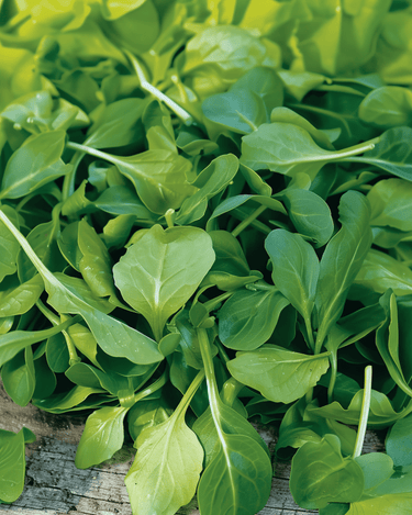 Vuonankaalin siemenet Verte A Coeur Plein 2 (Valerianella locusta) – yksivuotinen vihannes