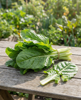Swiss Chard Seeds Beta Vulgaris Annual Green Leaf Variety