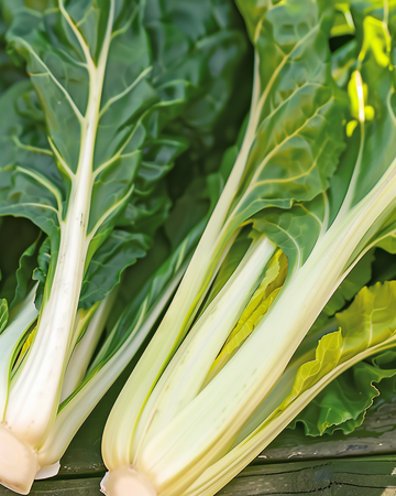 Lehtimangoldin siemenet Blonde A Carde Blanche (Beta vulgaris) – yksivuotinen vihannes