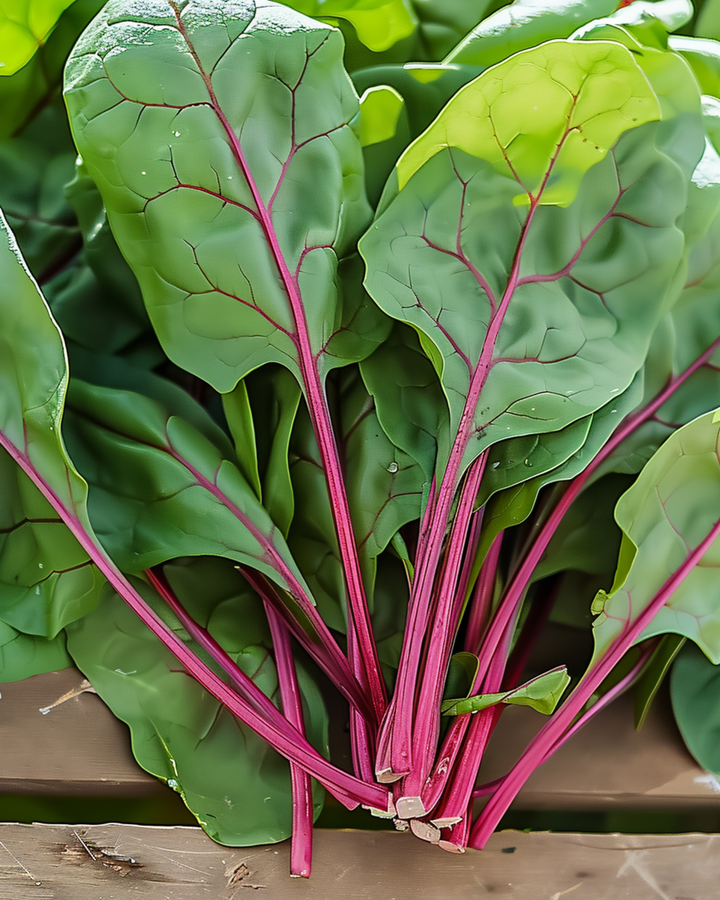 Pinaatti Red Kitten F1 -siemenet (Spinacia oleracea) – yksivuotinen viljelypakkaus