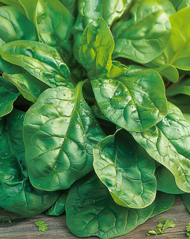 Pinaatinsiemenet Securo Spinacia oleracea – yksivuotinen lajike, 15 g pakkaus