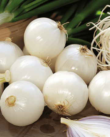 Säilöntäsipuli De Barletta siemenet (Allium cepa) – vuosikasvikset