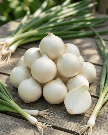 Säilöntäsipuli De Barletta (Allium cepa) – vuosikasviksen siemenet SeedsChoicelta