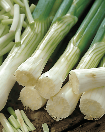 Kevätsipulin Long White Ishikura siemenet (Allium fistulosum) – yksivuotinen vihanneslajike