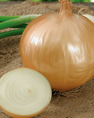 Jättiläiskasipassiemenet Ailsa Craig (Allium cepa) – yksivuotinen vihannes