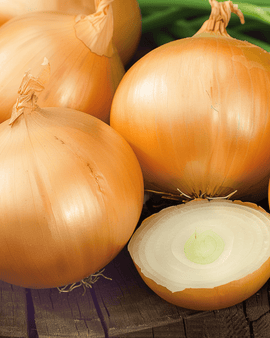 Sipuli Rijnsburger 5 siemenet Allium cepa yksivuotinen varastosipuli