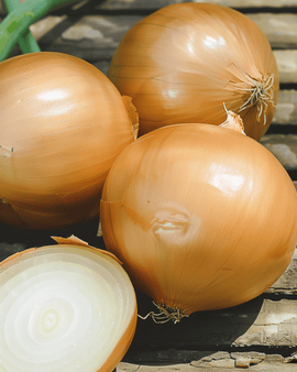 Onion Hyskin F1 Seeds Allium Cepa Annual Hybrid Variety