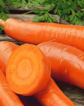 Carrot Chantenay Seeds Daucus Carota Annual Variety