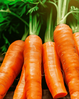 Talvinen porkkana Autumn King 2 Storage siemenet Daucus carota yksivuotinen lajike