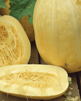 Spaghetti Squash Seeds Cucurbita Pepo Annual Variety Vegetable Spaghetti