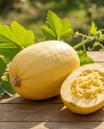 Spagettikurpitsa (Cucurbita pepo) – yksivuotiset vihannessiemenet SeedsChoicelta