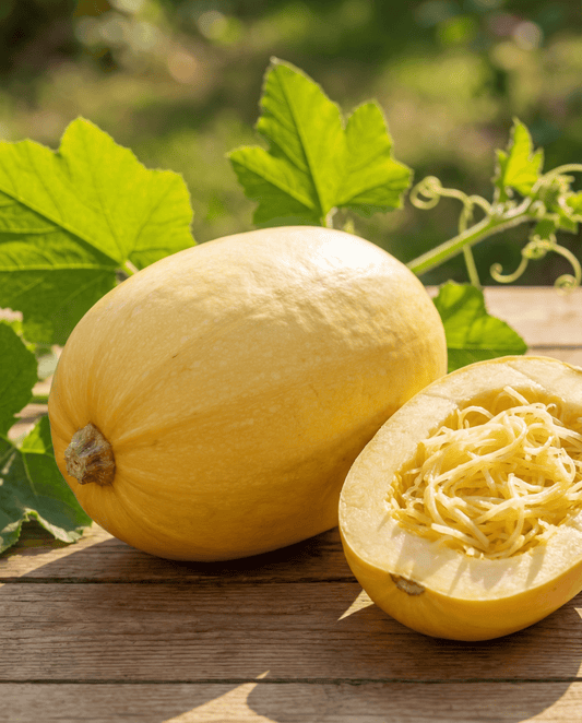 Spagettikurpitsa (Cucurbita pepo) – yksivuotiset vihannessiemenet SeedsChoicelta