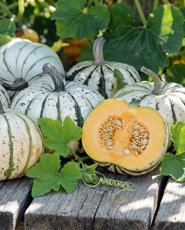 Sweet Dumpling -talvikurpitsan siemenet (Cucurbita pepo) – yksivuotiset vihannessiemenet SeedsChoice-verkkokaupasta