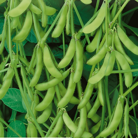 Edamame Soybean Seeds Glycine Max Annual Green Shell Variety
