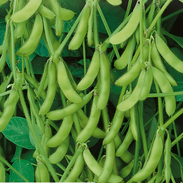 Edamame Soybean Green Shell -siemenet (Glycine max) – yksivuotinen vihannes
