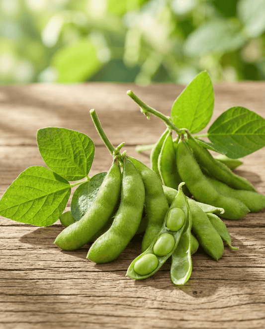 Edamame Soybean Green Shell (Glycine max) – yksivuotiset vihannessiemenet SeedsChoicelta