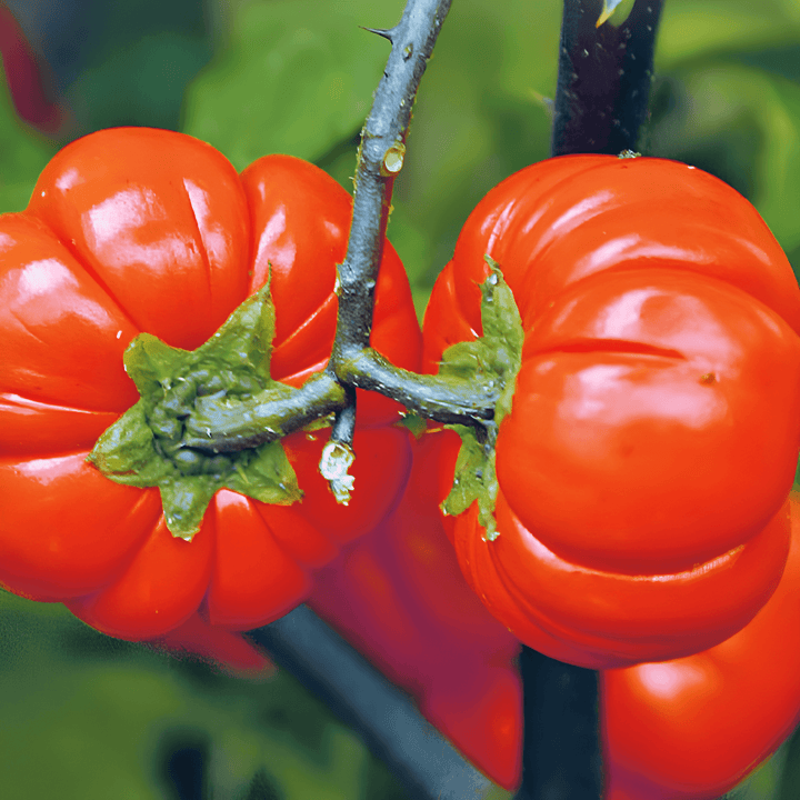 Pumpkin On A Stick siemenet (Solanum aethiopicum) – yksivuotinen vihannes