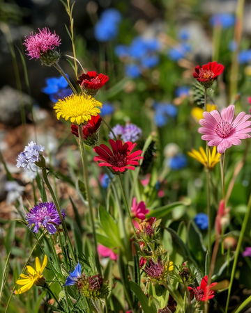 Meadowflowers Mix 50 g, kotimainen niittykasvisekoitus – yksivuotinen kukka