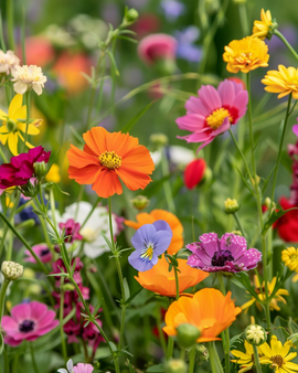 Cut Flower Mix Seeds Annual Mixture 250g 60 To 80cm