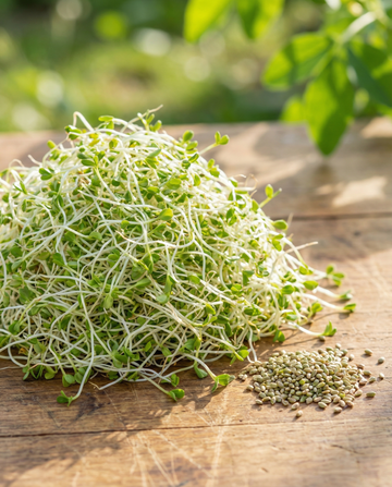 Alfalfa Sprouting 250g Vegetables (Medicago sativa) – organic sprouting seeds from SeedsChoice