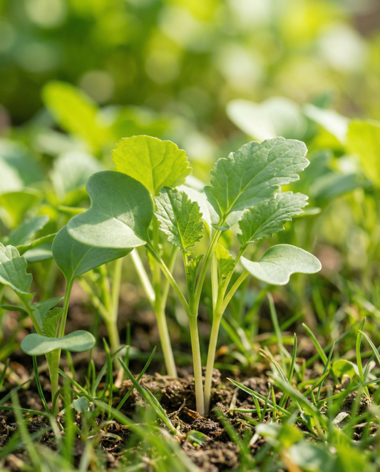 Sinappi itämiseen 250g (Sinapis alba) – luomulaatuiset itämissiemenet SeedsChoicelta
