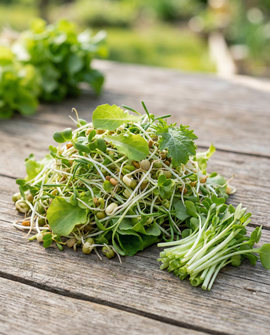 Salaattisekoituksen siemenet luomu Lactuca sativa itämiseen 250 g
