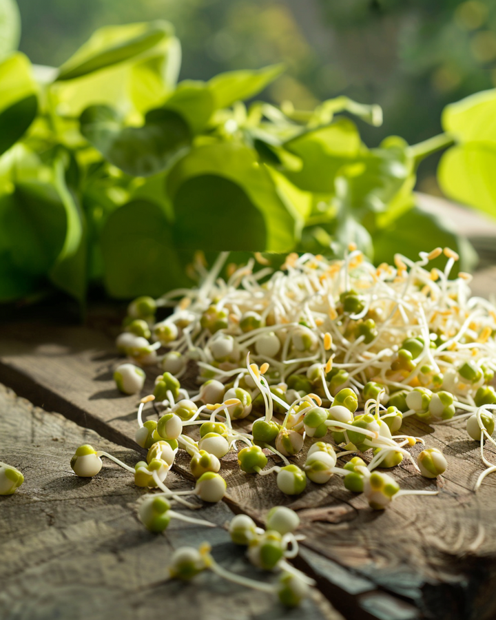 Itävän mungopapu 250 g:n siemenet (Vigna radiata) – luomulaatuiset itursiemenet