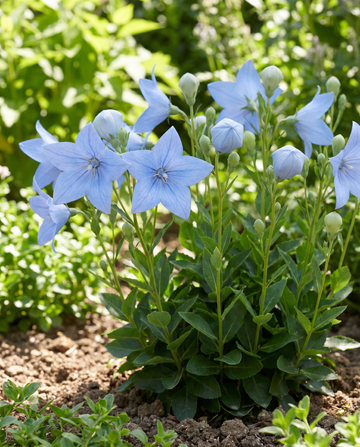 Balloon-siemenet (Platycodon grandiflorus) – monivuotinen kukka