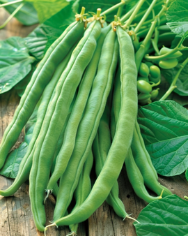 Ruusupapu siemenet Emergo Stringless Phaseolus coccineus – yksivuotinen 100g
