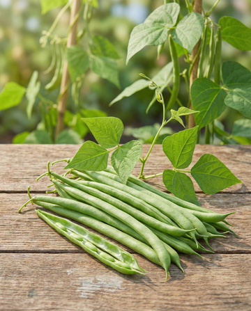 Climbing Bean Raadsheer 100g (Phaseolus vulgaris) – yksivuotiset köynnöskasvien siemenet SeedsChoicelta