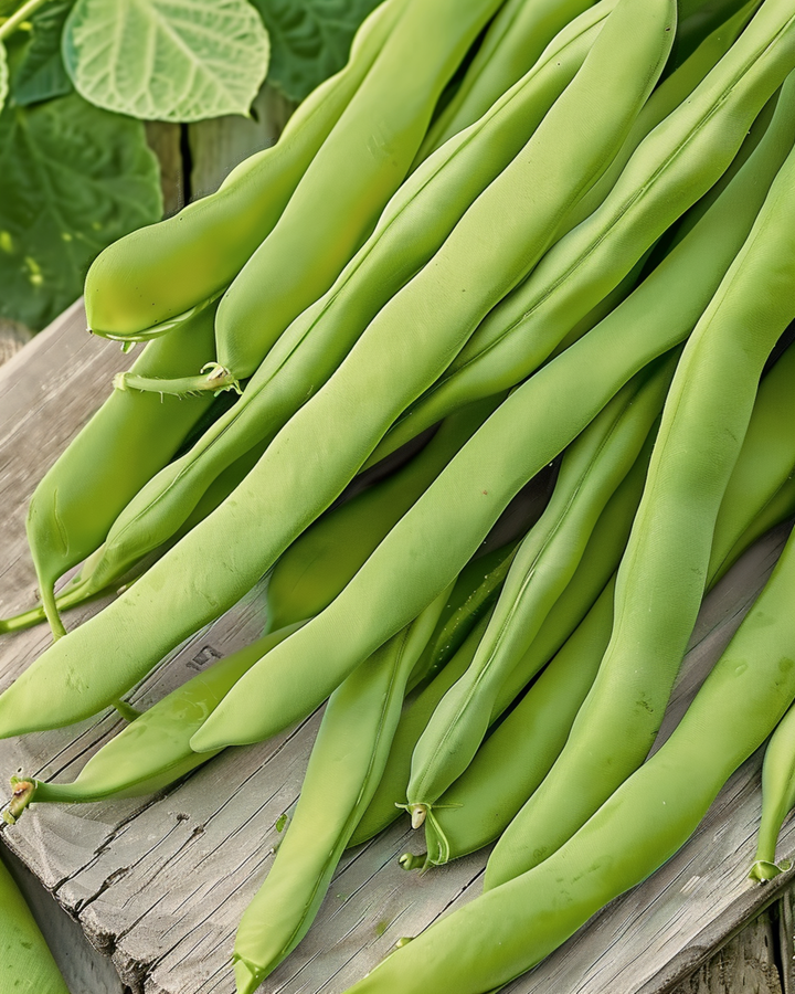 Pensaspapu Admires -siemenet (Phaseolus vulgaris) – yksivuotinen vihannes