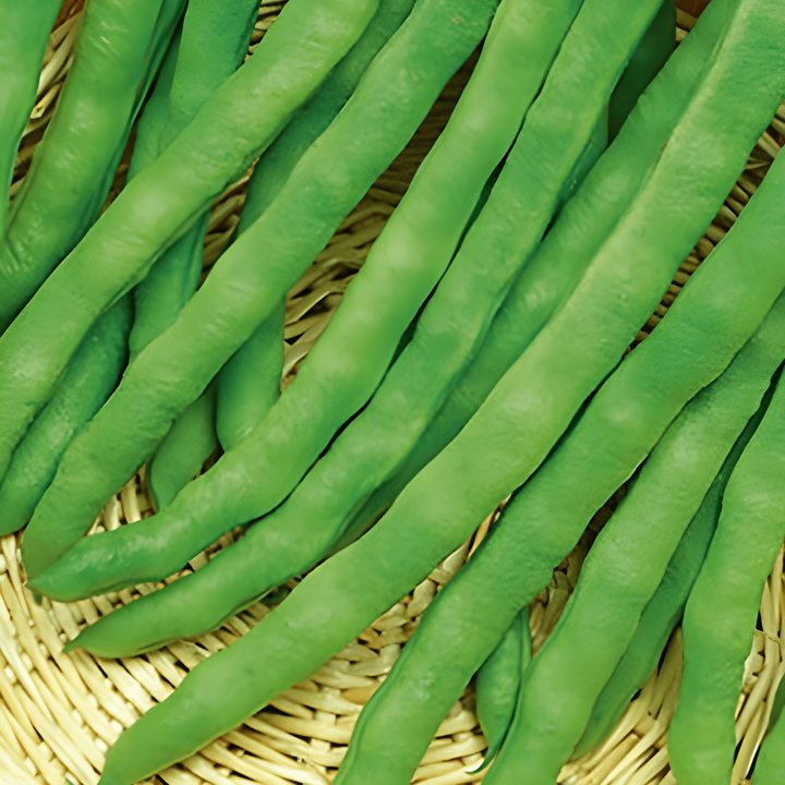 Salkopapu Terli 100g siemenet (Phaseolus vulgaris) – yksivuotinen vihannes