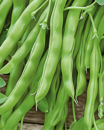 Pensaspapu Modesto 100g pakkaus siemenet (Phaseolus vulgaris) – yksivuotinen vihannes