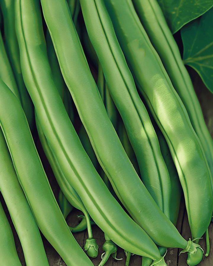 Pensaspapu Kylian 50g siemenet (Phaseolus vulgaris) – yksivuotinen vihannes
