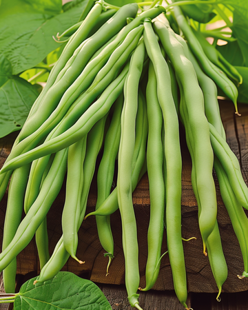 Bush Bean Delinel seeds (Phaseolus vulgaris) – annual vegetable