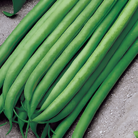 Pensaspapu Argus -siemenet – Phaseolus vulgaris – yksivuotinen 50 g