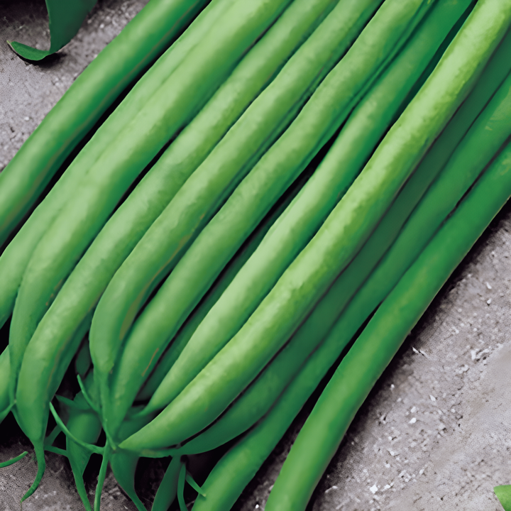 Pensaspapu Argus 50 g siemenet (Phaseolus vulgaris) – yksivuotinen vihannes