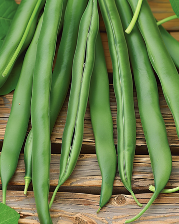Pensaspapu Domino siemenet (Phaseolus vulgaris) – yksivuotinen vihannes