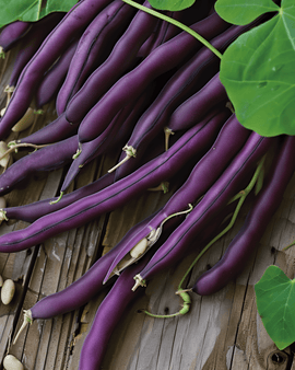 Pensaspapujen siemenet Purple Queen Phaseolus vulgaris yksivuotinen