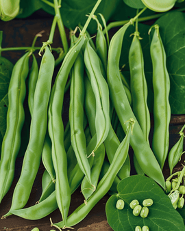 Pensaspapujen siemenet Processor Phaseolus vulgaris yksivuotinen lajike 100g
