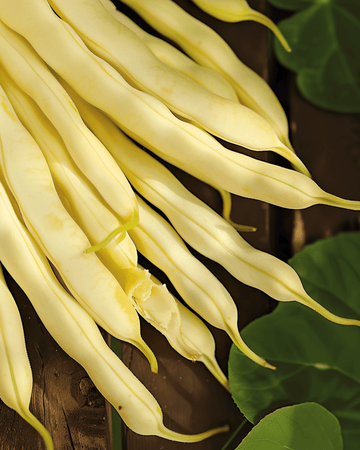 Pensaspapu Gondola 100g siemenet (Phaseolus vulgaris) – yksivuotinen vihannes