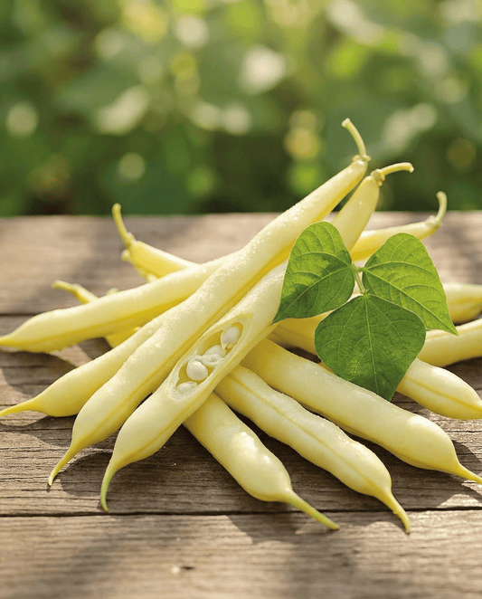 Pensaspapu Gondola 100g (Phaseolus vulgaris) – yksivuotiset vihannessiemenet SeedsChoicelta