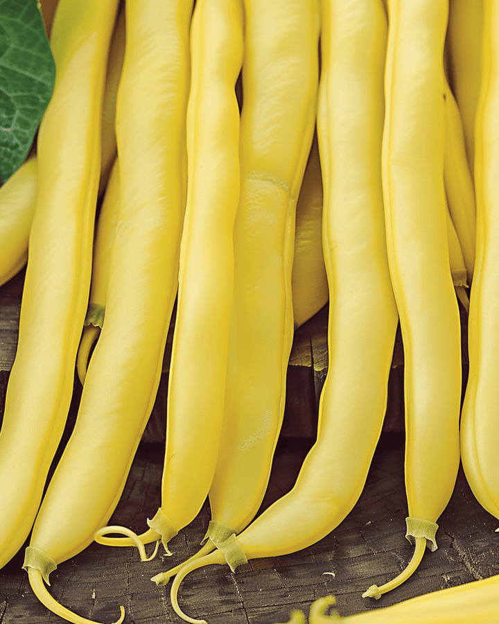 Pensaspapu Goldplay siemenet (Phaseolus vulgaris) – yksivuotinen vihannes