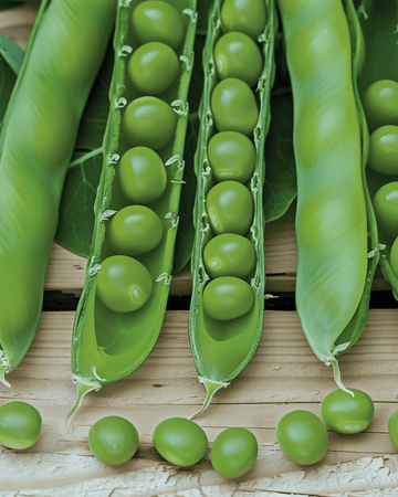 Herneet Vidor 100g siemenet (Pisum sativum) – yksivuotinen vihannes