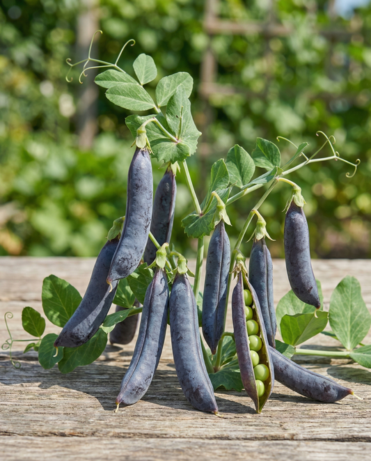 Herneet Ezethas Krombek Blauwschok (Pisum sativum) – yksivuotiset vihannessiemenet SeedsChoicelta