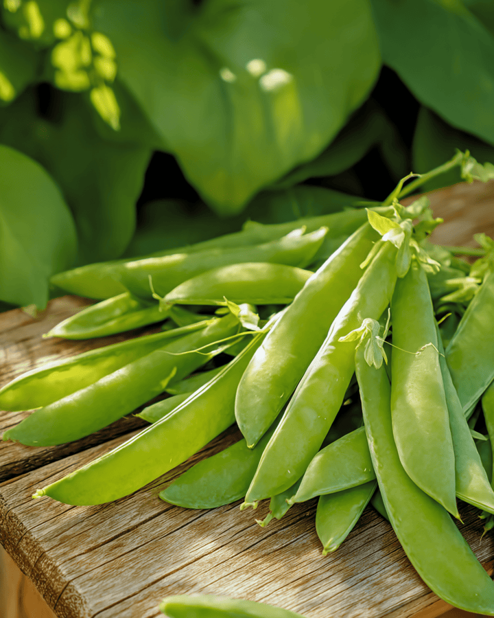 Sokeriherneensiemenet Norli (Pisum sativum) – yksivuotinen vihannes