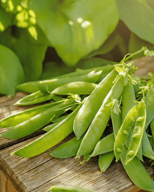Sokeriherneensiemenet Norli (Pisum sativum) – yksivuotinen vihannes SeedsChoicelta