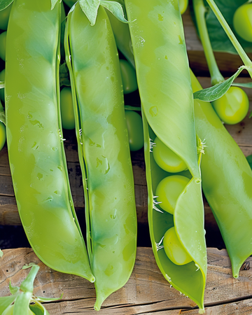 Sokeriherneensiemenet Heraut (Pisum sativum) – yksivuotinen vihannes
