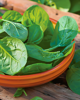 Spinach Seeds Securo Spinacia Oleracea Annual Variety